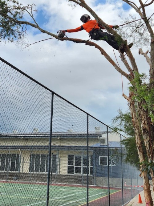 Tree Pruning